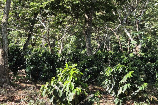 El Salvador -Cheje-