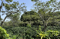 El Salvador -Cheje-