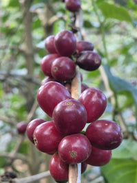 El Salvador - Pacamara